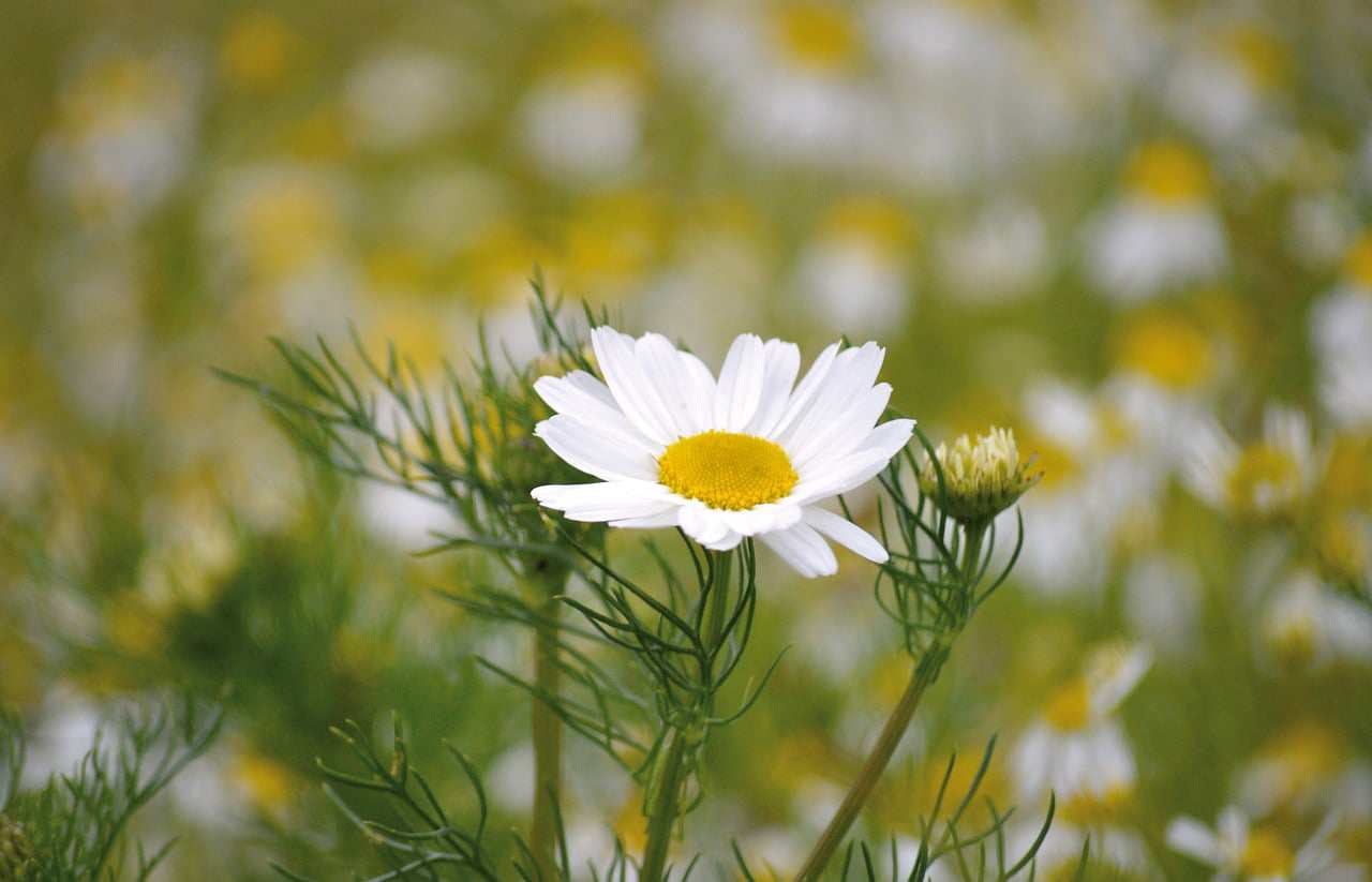 The current image has no alternative text. The file name is: neal-ornido-BGfoy7l5Iy8-unsplash-scaled.jpg