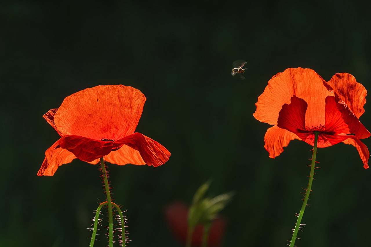 The current image has no alternative text. The file name is: nikka-lirio-WG-FgZWi1Rs-unsplash-1-scaled.jpg